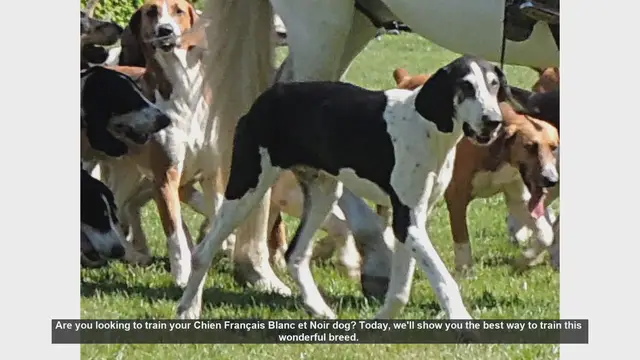 Video thumbnail for How to Train Your Chien Français Blanc et Noir: Tips and Techniques
