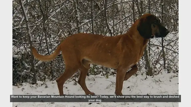 Video thumbnail for How to Brush and Deshed Your Bavarian Mountain Hound