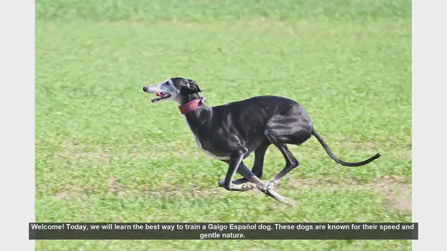 Video thumbnail for How to Train Your Galgo Español: Tips for Success