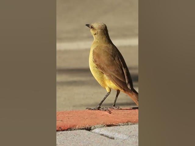 Video thumbnail for Celebrity Bird #birds #backyardbirding #nature