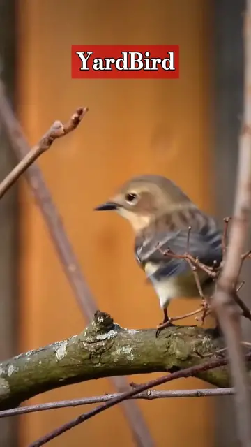 Video thumbnail for Winter Beauty #birds #birdwatching #wildlife #video