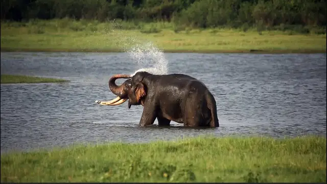 Video thumbnail for Big Elephant in Musth | Cooling himself with water