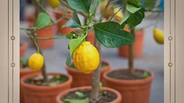 'Video thumbnail for ¿Por qué no crece un árbol de limón? (7 soluciones)'