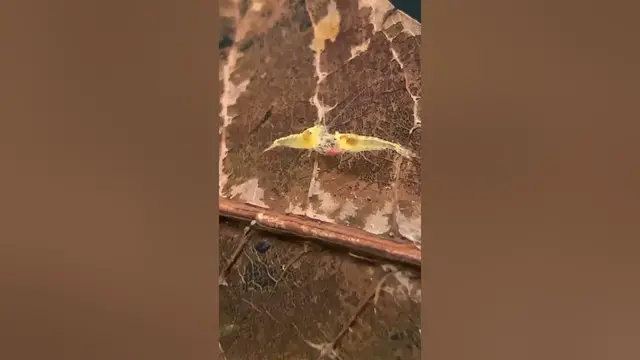 'Video thumbnail for 2 Neocaridina Shrimp Battle for the Blooworm! There can be only 1 winner'