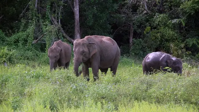 Video thumbnail for Elephants in Sri Lanka Episode 2 - Elephant herds of Wasgamuwa