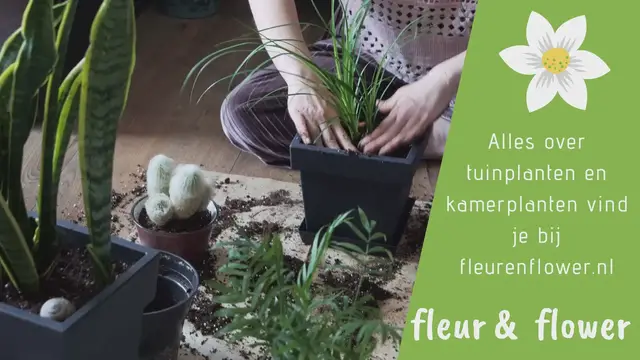 Video thumbnail for kamerplant