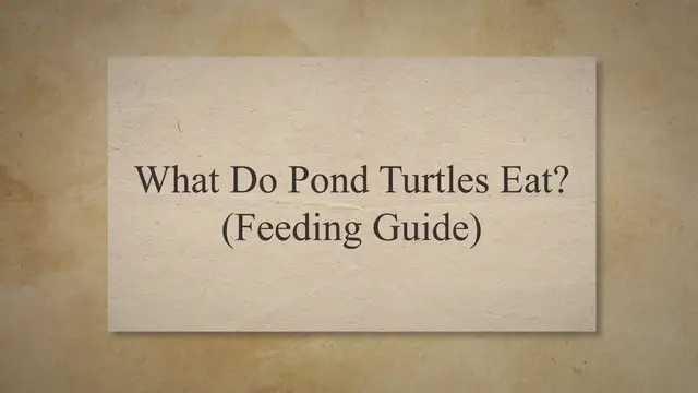 'Video thumbnail for What Do Pond Turtles Eat? (Feeding Guide)'