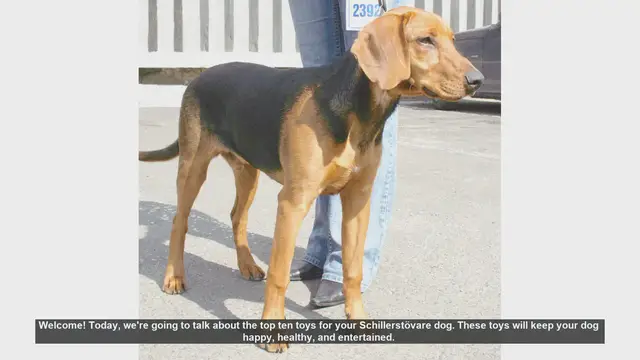 Video thumbnail for Top 10 Toys to Keep Your Schillerstövare Dog Happy and Healthy