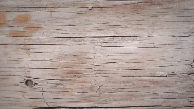 Video thumbnail for How Many Tomato Plants Per Barrel: Tips for Maximum Yield