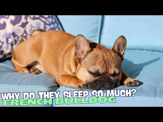 Video thumbnail for Why Do French Bulldogs Sleep So Much? ??