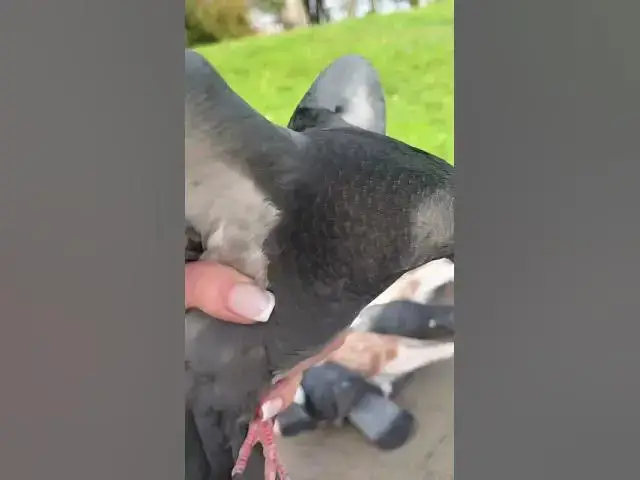 'Video thumbnail for Cute pigeonπππ₯°#shorts'