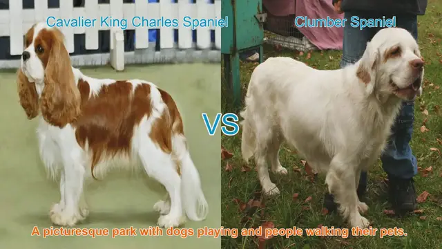 Video thumbnail for Spaniel Showdown: Cavalier vs. Clumber