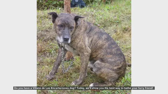 Video thumbnail for How to Bathe Your Villano de Las Encartaciones Dog: Step-by-Step Guide