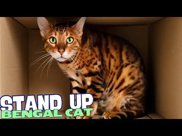 Video thumbnail for What Is a Bengal Cat? ?✨