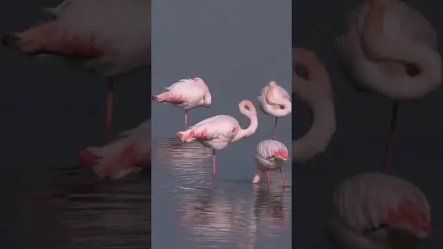 'Video thumbnail for Greater Flamingo Perching On One Leg In a Lake'