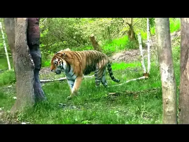 Video thumbnail for How Climate Shifts Influence Tiger Habitat Choices?
