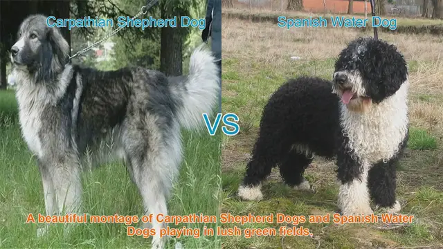 Video thumbnail for Comparing Carpathian Shepherd Dogs and Spanish Water Dogs