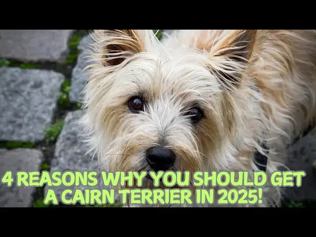 Video thumbnail for 4 Reasons Why You Should Get a Cairn Terrier in 2025! 🐕