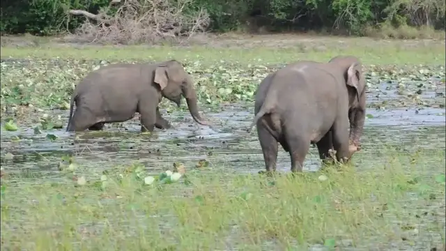 Video thumbnail for Two male elephants/ male herd  eating fresh grass taken from the lake water