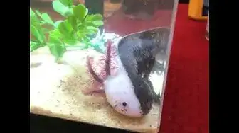 'Video thumbnail for Chimera Axolotl | Axolotl breeds and morphs'