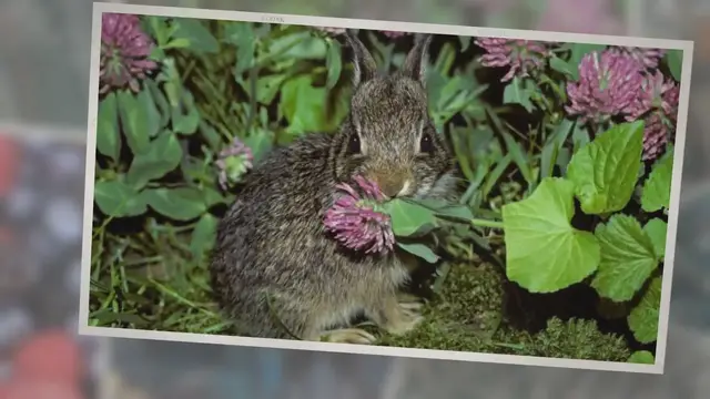 'Video thumbnail for What do wild bunnies eat?'
