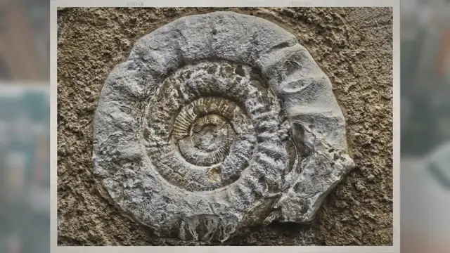 Video thumbnail for Why Are Ammonite Fossils Found in the Himalayas?