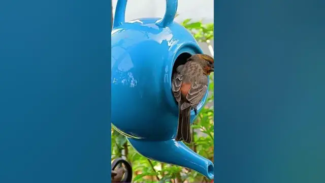 'Video thumbnail for Top 10 des mangeoires à oiseaux'