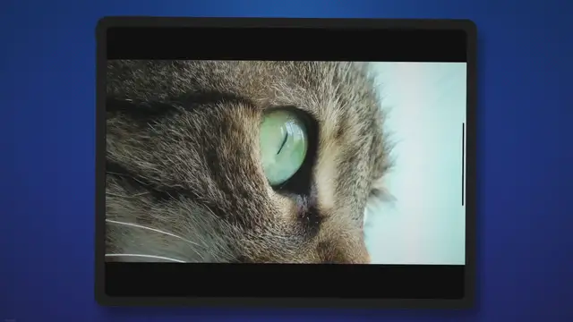 'Video thumbnail for What Colors Can Cats See?'