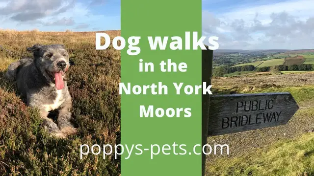 Video thumbnail for North York Moors - Walking Trail with Dogs (suitable for senior dogs): Easy route on the Moors