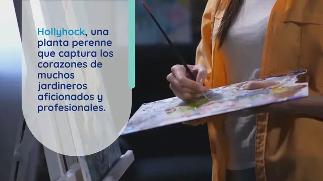 Video thumbnail for La malvarrosa: cultivar y plantar la majestuosa reina de los jardines