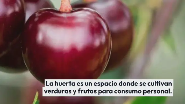 Video thumbnail for Maximiza tu huerta: aquí están las verduras para plantar junto a los tomates