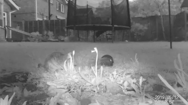 Video thumbnail for Rat Dragging A Bird Feeder