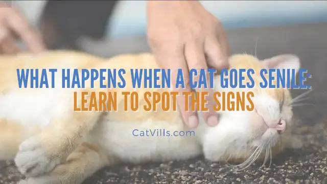 Video thumbnail for WHAT HAPPENS WHEN A CAT GOES SENILE  LEARN TO SPOT THE SIGNS