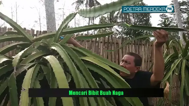 Video thumbnail for Cara Mencari Bibit Buah Naga [Lokasi: Rajabasa Lama - Lampung Timur]