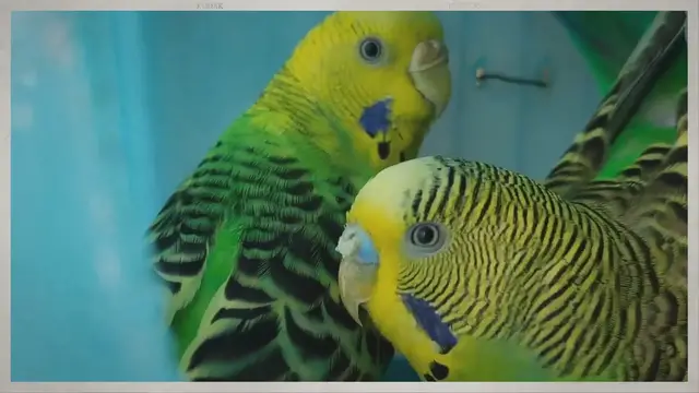 Video thumbnail for Feeding parakeet