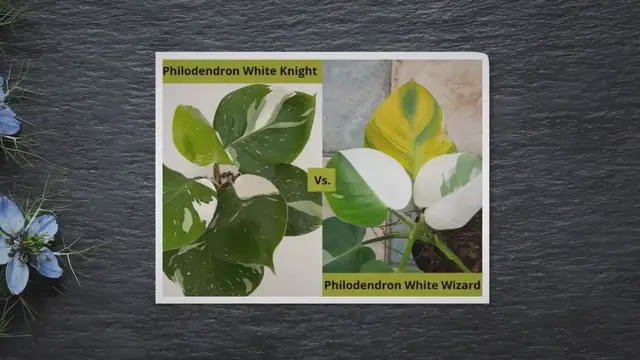 'Video thumbnail for Philodendron White Knight Vs. White Wizard (A Better Comparison)'