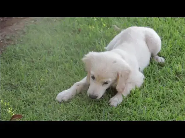 Video thumbnail for Can Your Dog Give You Worms? Understanding and Preventing Zoonotic Parasites