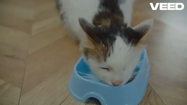 'Video thumbnail for Ultimate Guide to Choosing Cat Food!'
