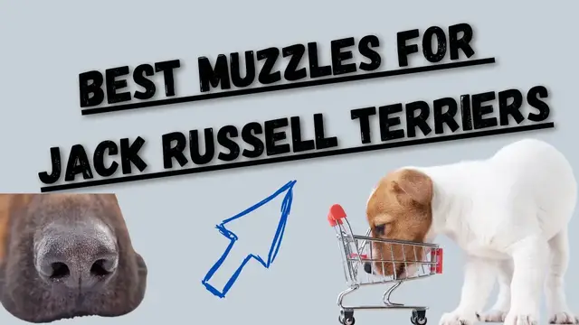 Video thumbnail for Best Muzzles For Jack Russell Terriers (My New Favorite Muzzle/ Gentle Muzzle Guards For Dogs)