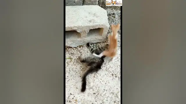 'Video thumbnail for You might never be seen kittens playing like this'