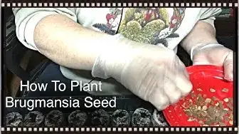Video thumbnail for How To Plant Brugmansia Seeds - Sheri Ann Richerson
