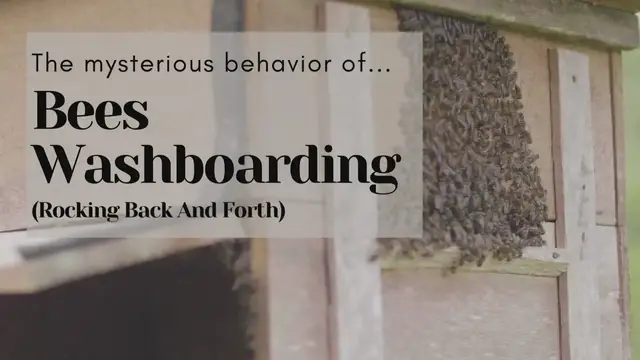 'Video thumbnail for Bees Washboarding (Rocking Back And Forth)'
