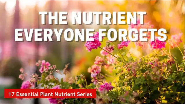 Video thumbnail for Why Zinc Is Important To Plants. The 17 Essential Plant Nutrients! Ep 16