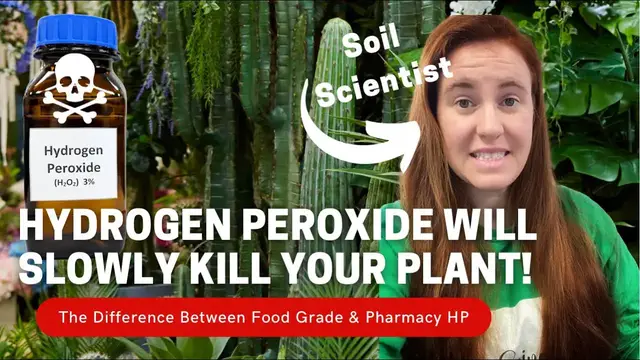 Video thumbnail for How To Use Food Grade Hydrogen Peroxide On Houseplants. Why Using Store Hydrogen Peroxide Is BAD!