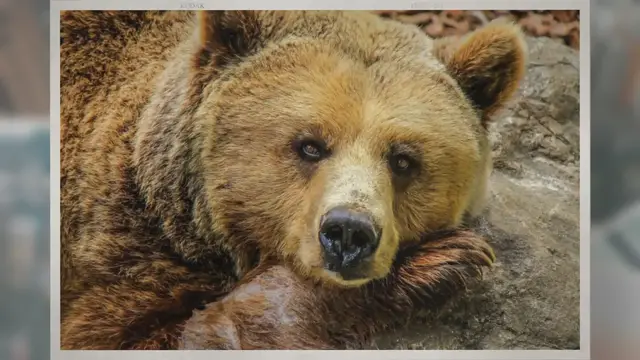 Video thumbnail for How Long Do Bears Live?