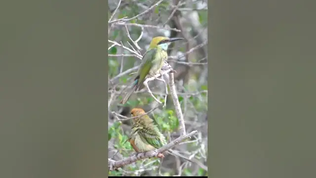 Video thumbnail for Bee eater | little green Bee eater #shorts