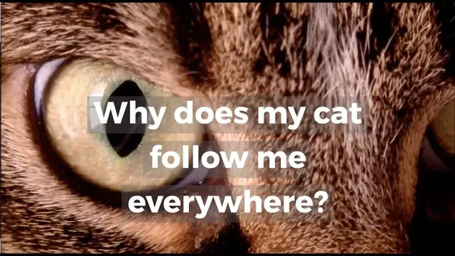 'Video thumbnail for Why does my cat follow me everywhere?'