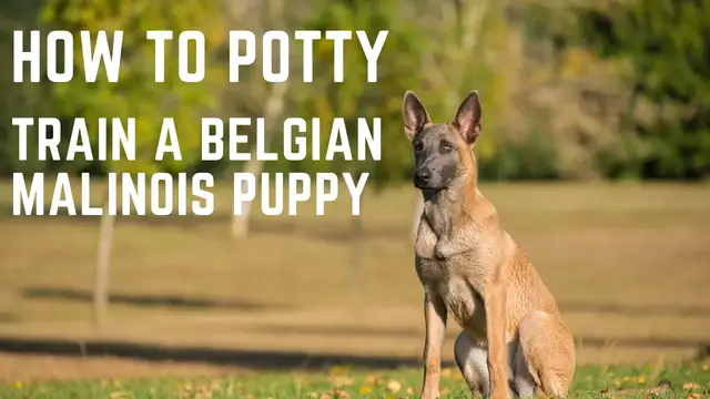 Video thumbnail for Belgian Malinois Puppy, How to potty train a Belgian Malinois Puppy