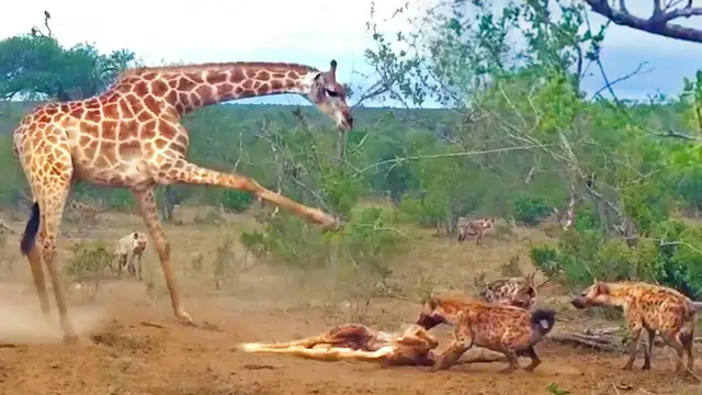 Video thumbnail for GIRAFFE TRIES SAVING HER DEAD CALF FROM HYENAS