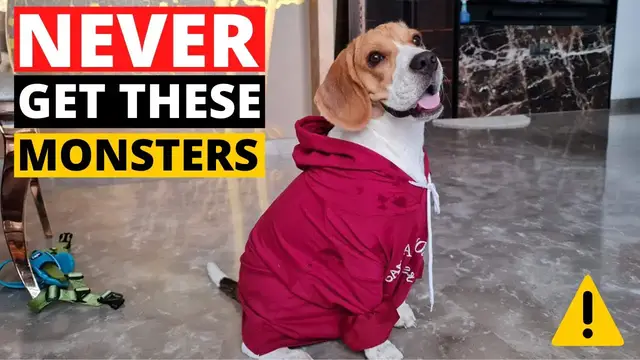 Video thumbnail for 9 Reasons why you SHOULD NOT get a Beagle